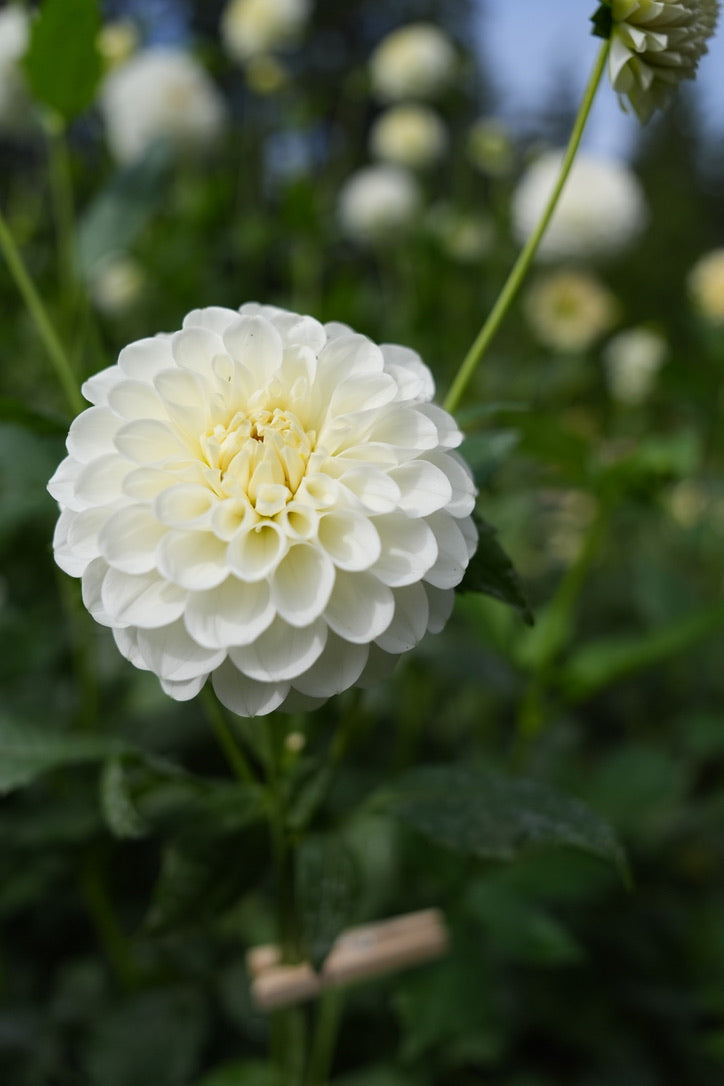 20th Ave & Baker Road