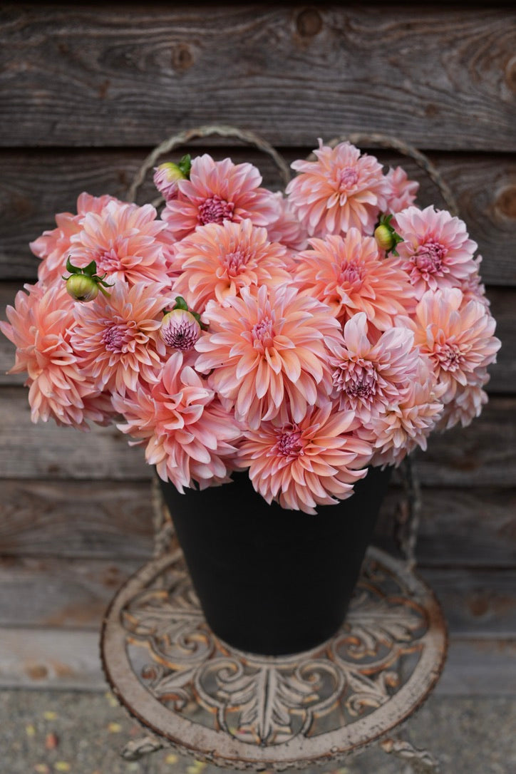 RM Whirligig - LIMIT 3 PER PERSON