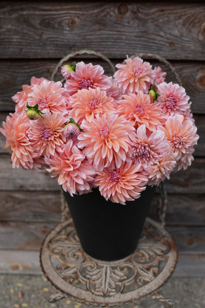 RM Whirligig - LIMIT 3 PER PERSON