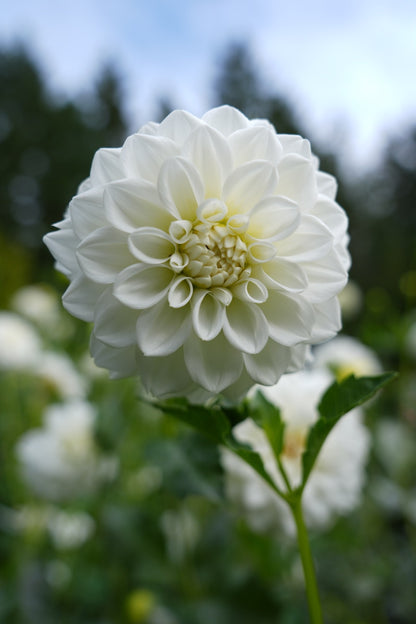 Heirloom White