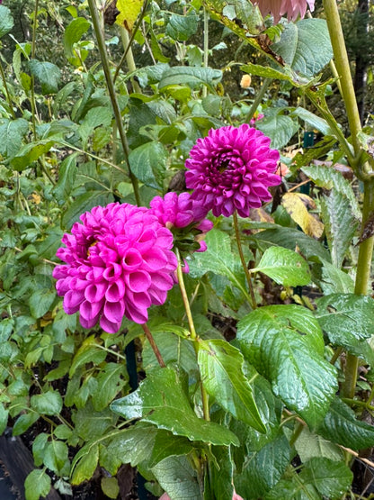 Bloomquist Refreshing