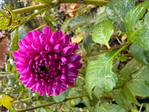 Bloomquist Refreshing