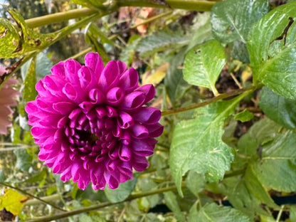 Bloomquist Refreshing