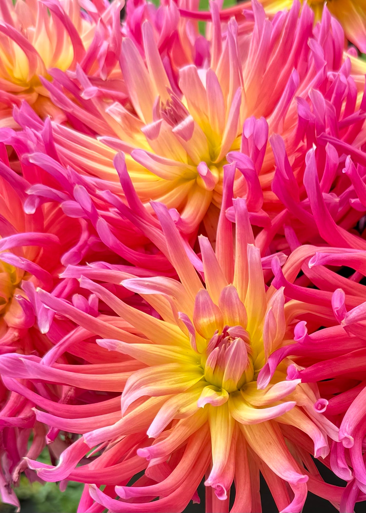 Hollyhill Hello Dolly