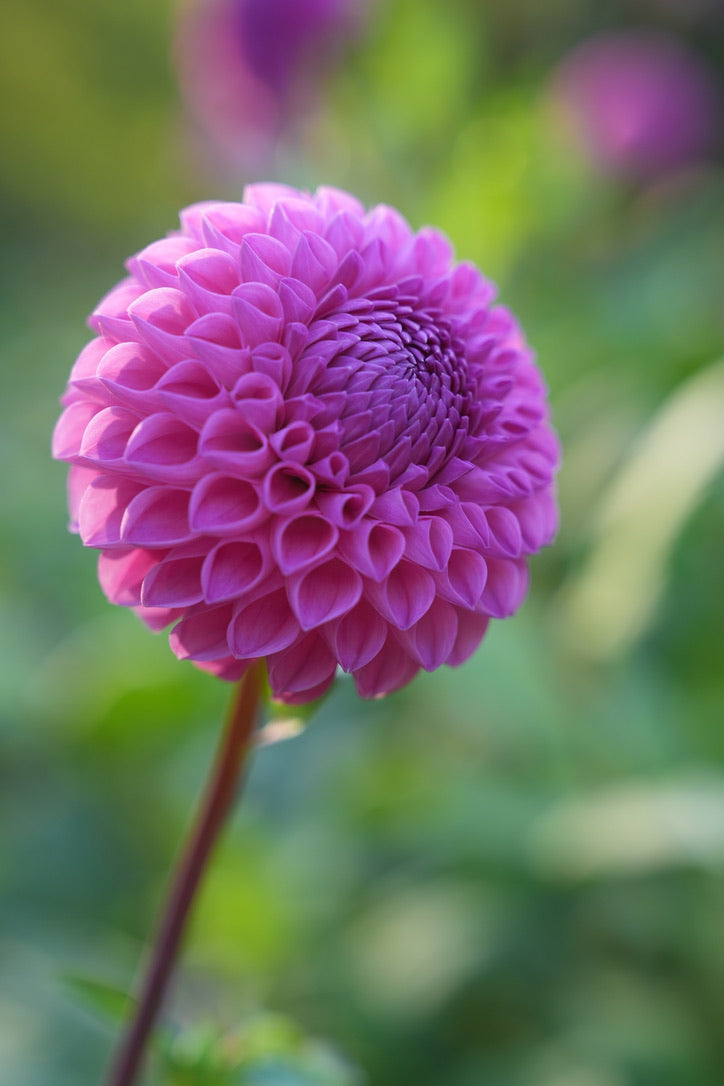 20th Ave For Mom – Sly Hill Flowers