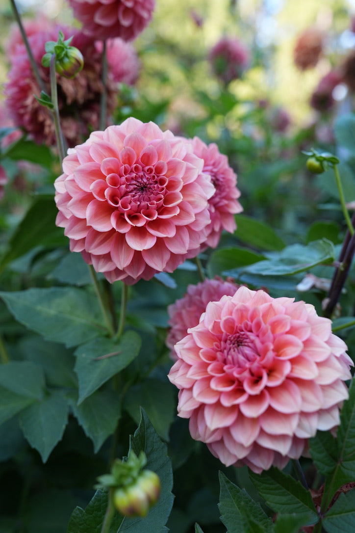 *This photo is the property of River Merle Farm LLC. We have obtained
permission to use it for this product listing as an authorized distributor
of River Merle Farm 'RM' dahlias.