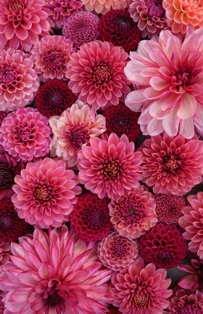 2026 - Mauve Madness Collection - LIMIT 1 PER PERSON