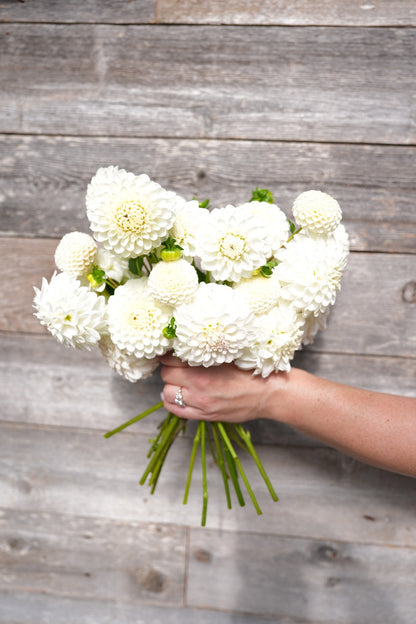 2026 - White Wedding Collection