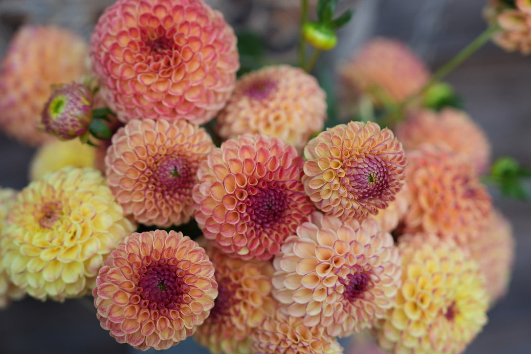 Rosemary Dawn – Sly Hill Flowers