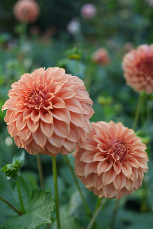 Peaches N Cream Solid