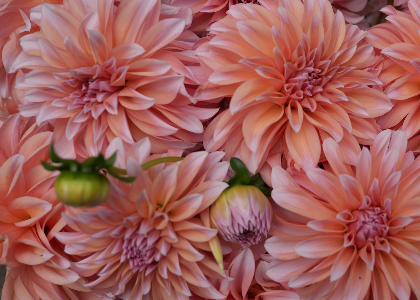 RM Whirligig - LIMIT 3 PER PERSON