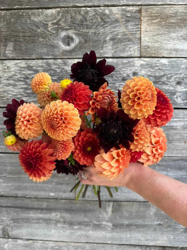 2026 - Pumpkin Spice Collection