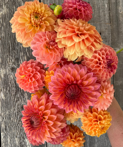 2026- Summer Fun Collection - LIMIT 1 PER PERSON