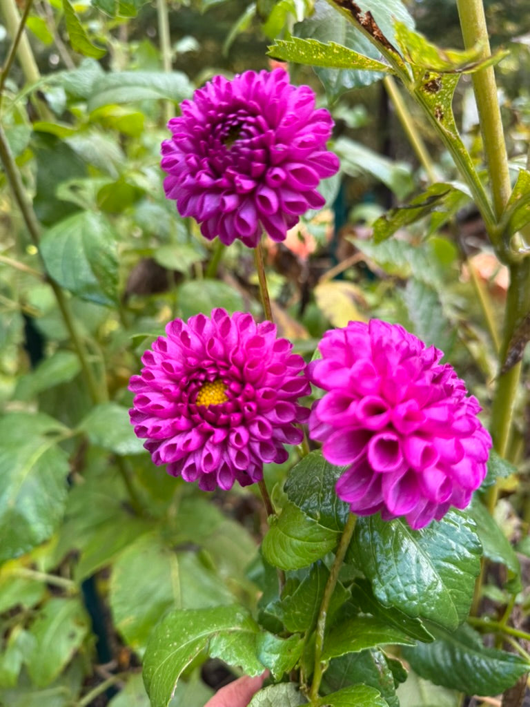 Bloomquist Refreshing