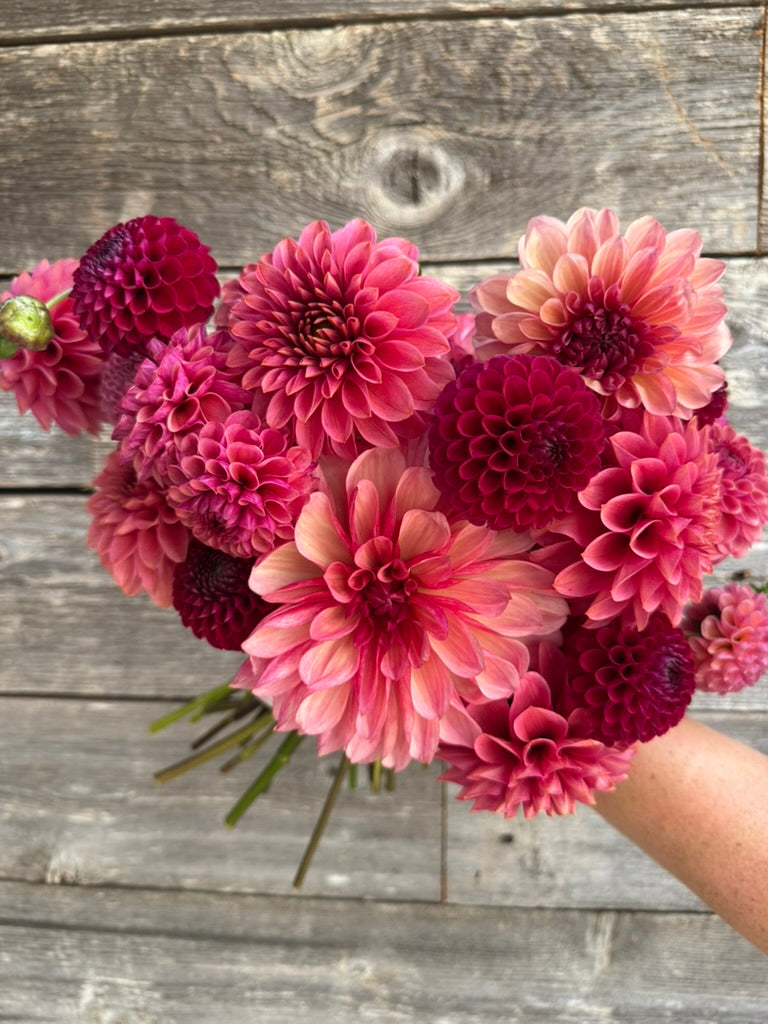 2026 - Mauve Madness Collection - LIMIT 1 PER PERSON