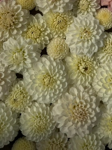 2026 - White Wedding Collection