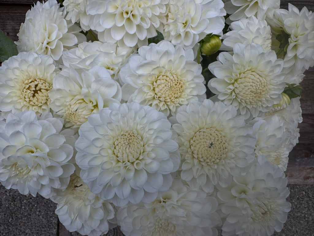 20th Ave & Baker Road