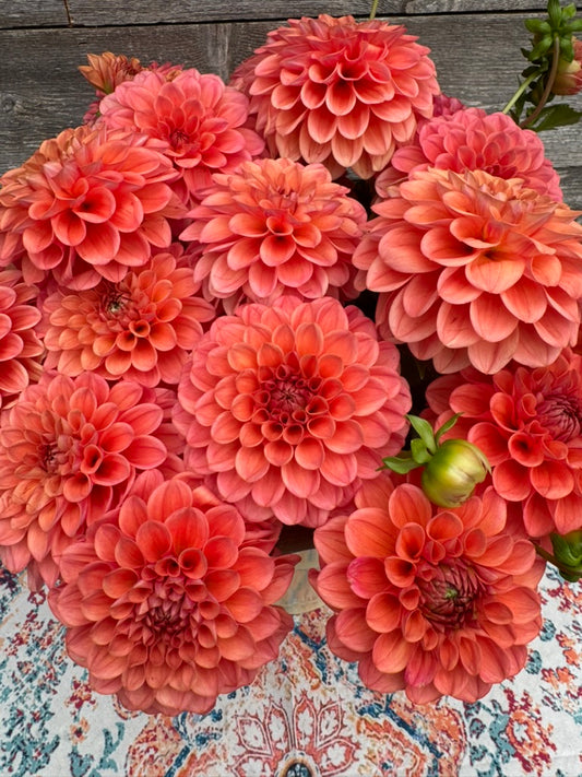 RM Tarnished - LIMIT 3 PER PERSON