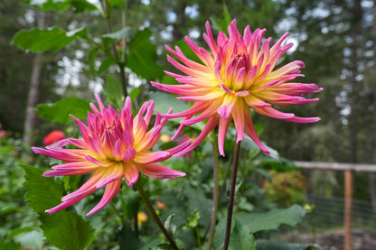 Hollyhill Hello Dolly