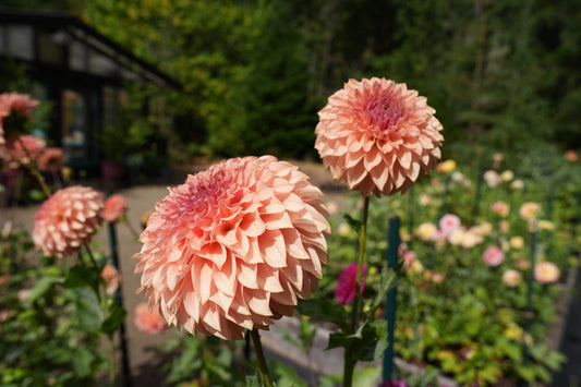 KA's ® Coral Sea - LIMIT 3 PER PERSON