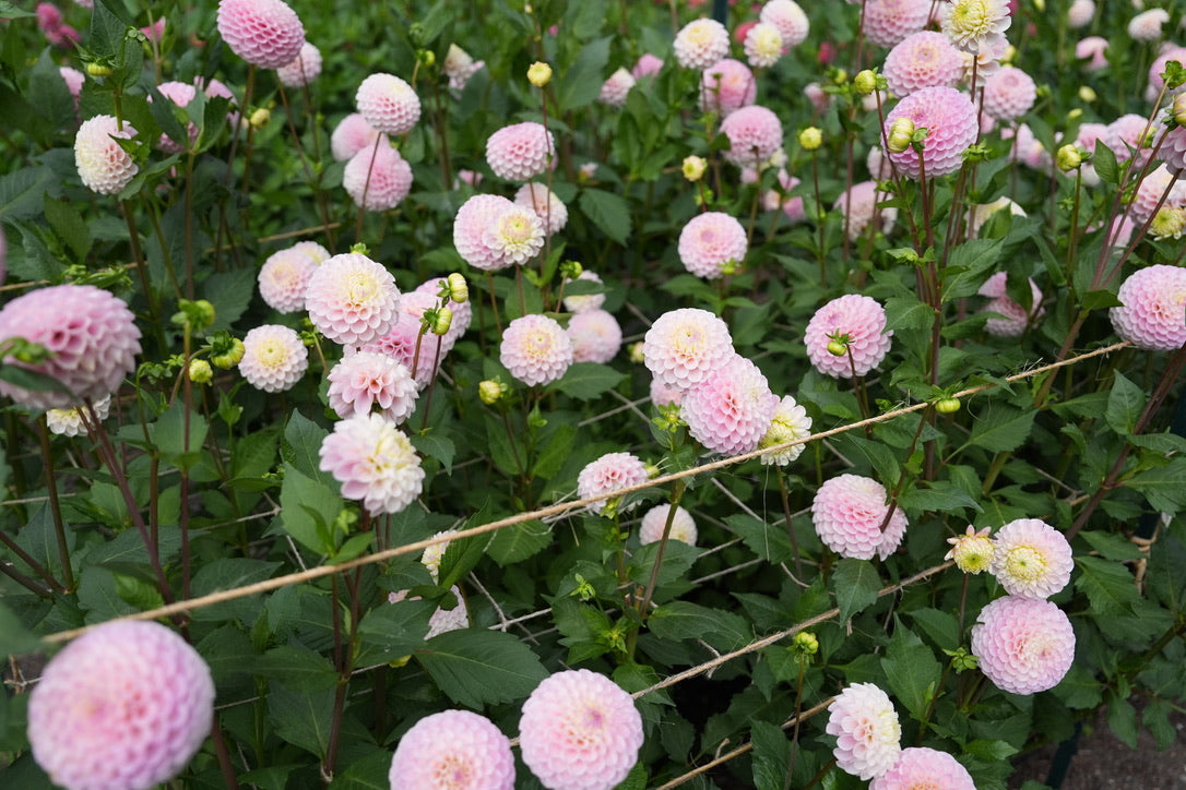 20th Ave Memory – Sly Hill Flowers