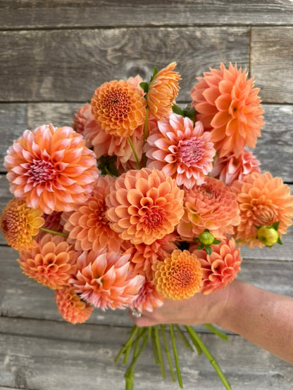 2026 - Peach Perfection Collection