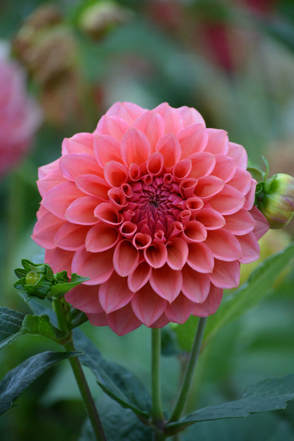 RM Pink Sugar - LIMIT 3 PER PERSON