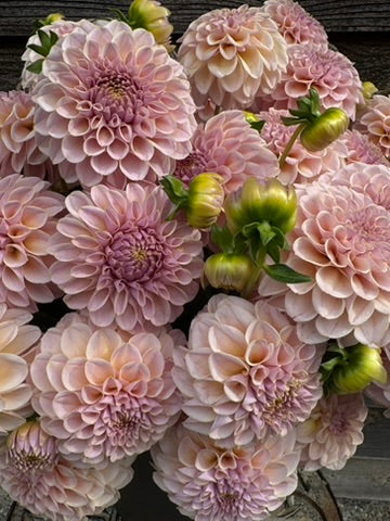 KA's ® Cinder Rose - LIMIT 3 PER PERSON