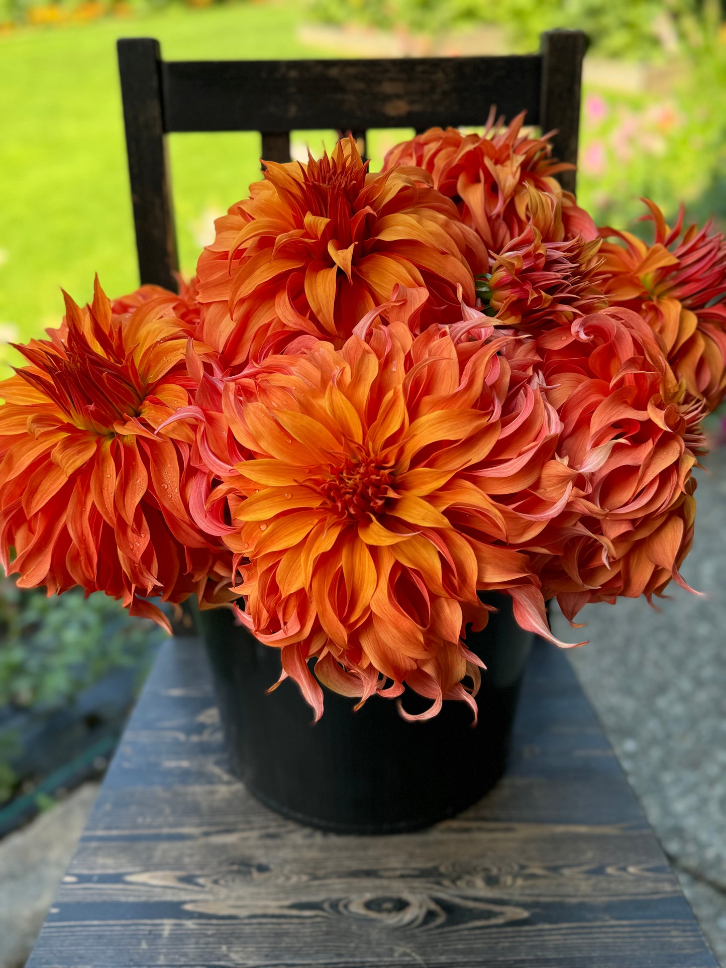 bloomquist jean dahlia seeds Bloomquist Jean – Sly Hill Flowers