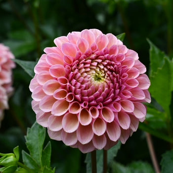 Dusty Pink Porcupine