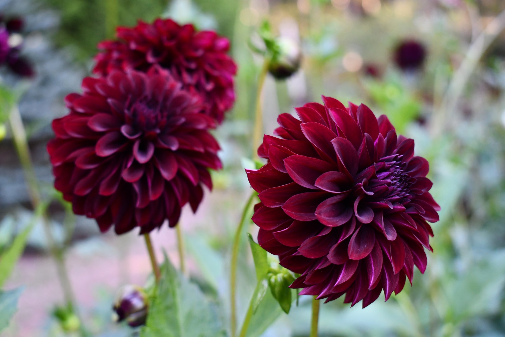 black satin dahlia seeds Black Satin – Sly Hill Flowers