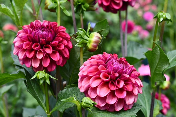 mission gypsy dahlia